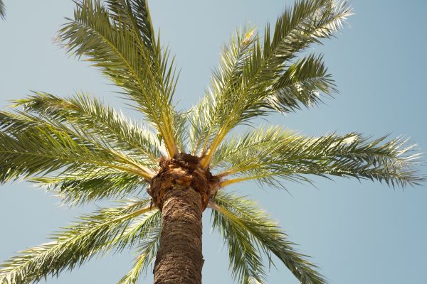 Palm Tree Pruning in Sanford
