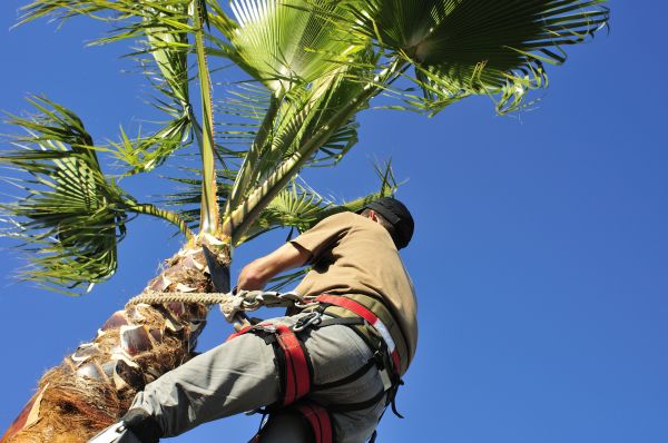 Palm Tree Trimming in Sanford