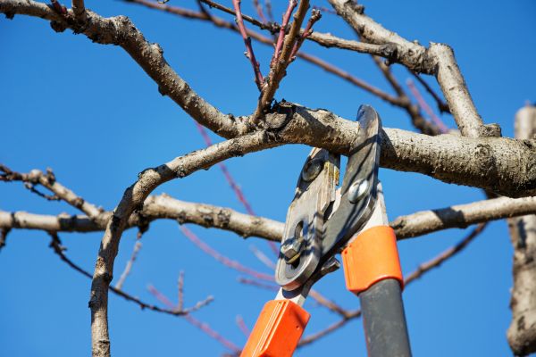 Residential Tree Service in Sanford