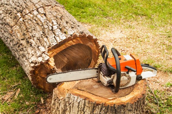 Tree Cutting Service in Sanford