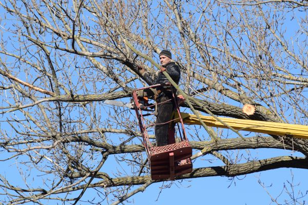 Emergency Tree Trimming in Sanford