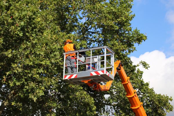 Commercial Tree Service in Sanford