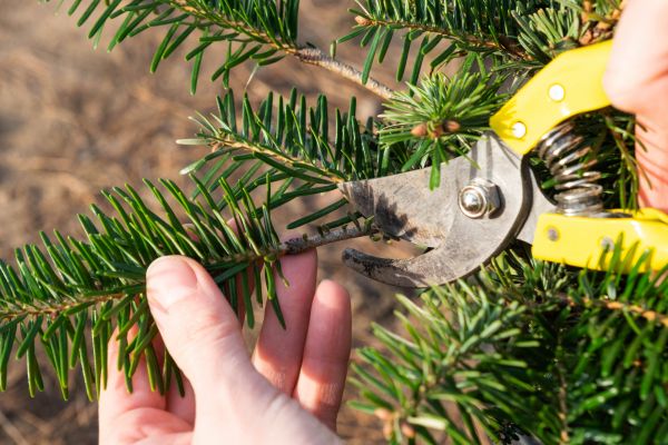 Pine Tree Pruning in Sanford