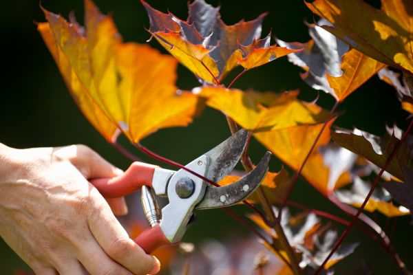 Maple Tree Pruning in Sanford
