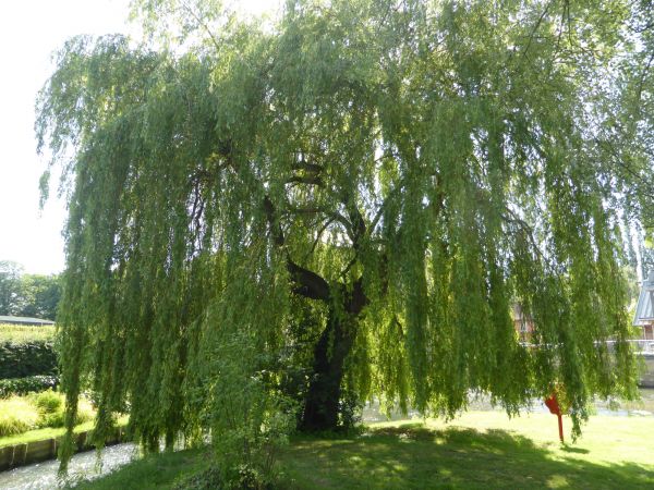 Willow Tree Trimming in Sanford