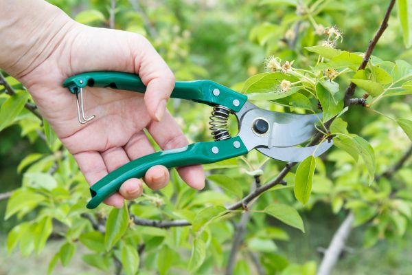 Pear Tree Pruning in Sanford