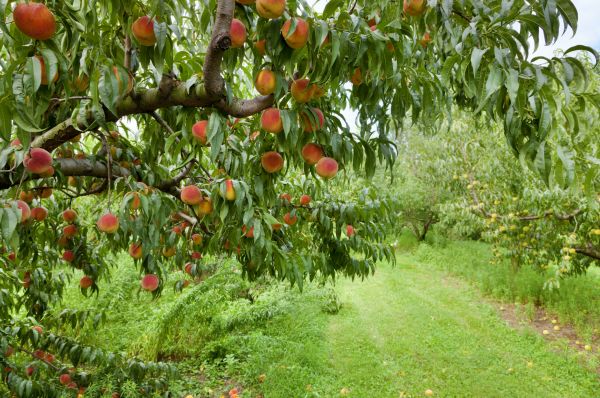Cost of Peach Tree Pruning in Sanford