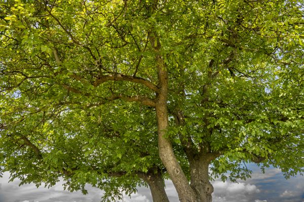 Walnut Tree Trimming in Sanford
