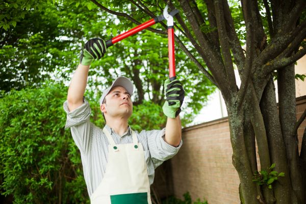 Tree Limb Pruning in Sanford