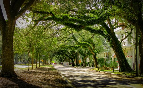 Tree Canopy Thinning in Sanford