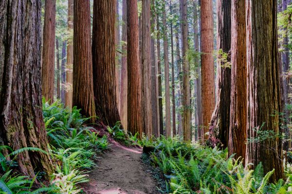 Redwood Tree Trimming in Sanford