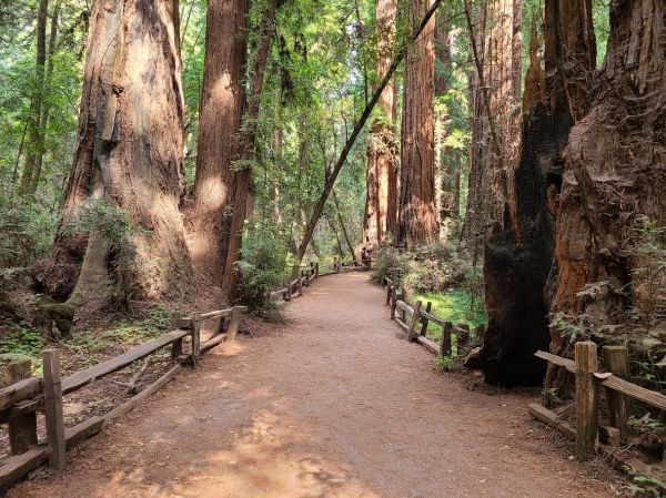Redwood Tree Pruning in Sanford