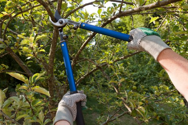 Residential Tree Pruning in Sanford