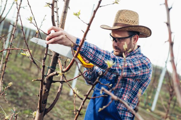 Orchard Tree Pruning in Sanford