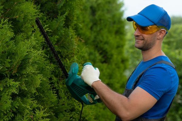 Tree Shaping Service in Sanford
