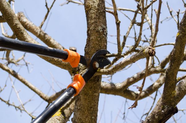 Residential Tree Care