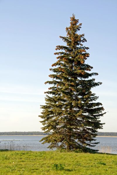 Spruce Tree Pruning in Sanford
