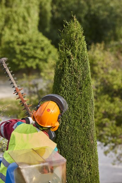 Cypress Tree Trimming in Sanford