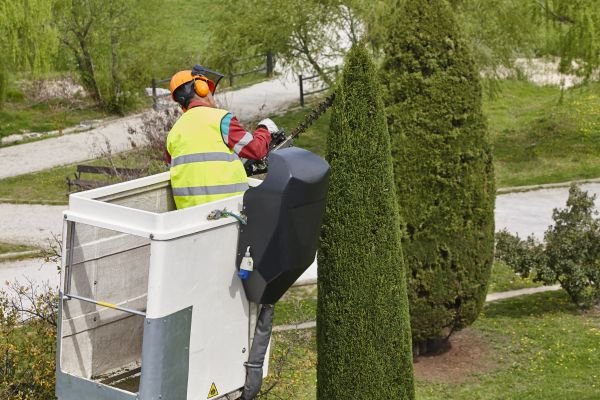 Cypress Tree Pruning in Sanford