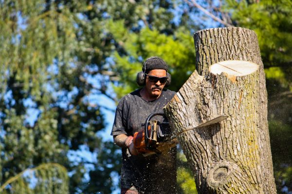 Ash Tree Pruning in Sanford