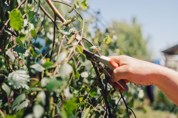 Birch Tree Pruning in Sanford