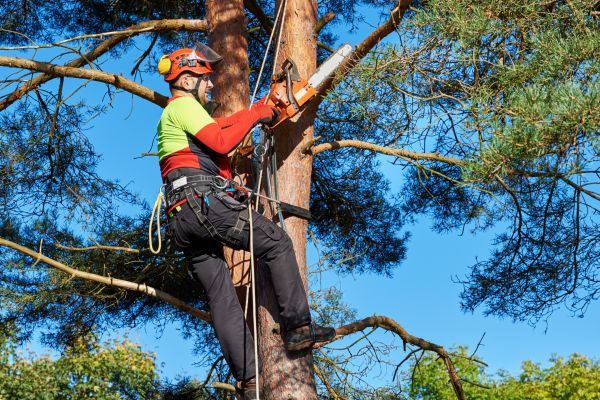Canopy Pruning in Sanford