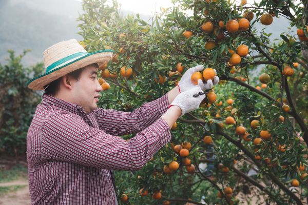 Orange Tree Pruning in Sanford