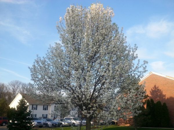Bradford Pear Tree Pruning in Sanford