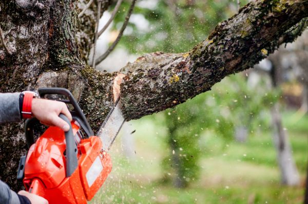 Branch Cutting Service in Sanford