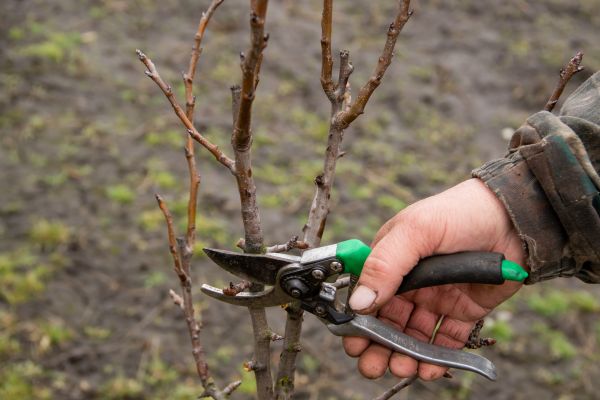 Pear Trees Pruning in Sanford
