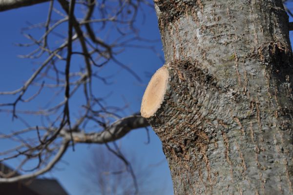 Limb Pruning in Sanford