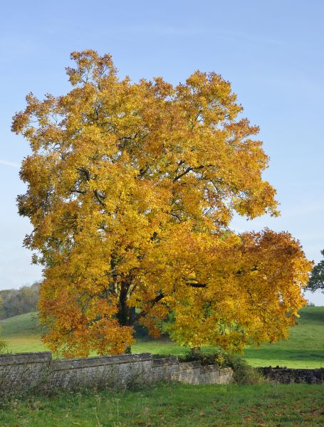 Hickory Tree Trimming in Sanford
