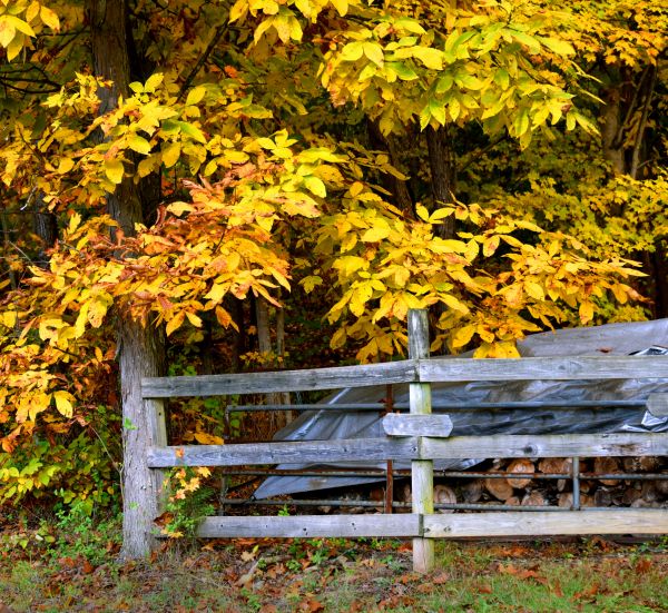 Hickory Tree Pruning in Sanford