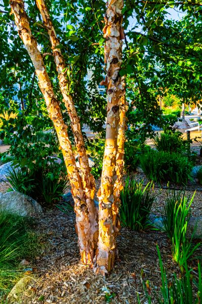River Birch Trimming in Sanford