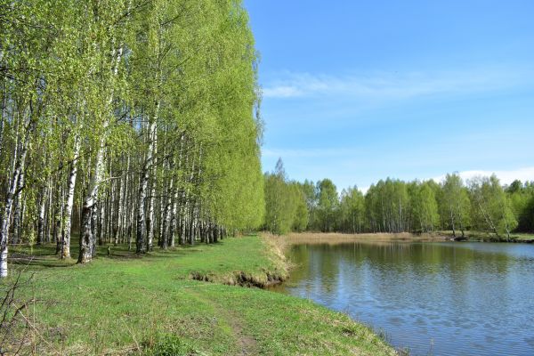 River Birch Pruning in Sanford