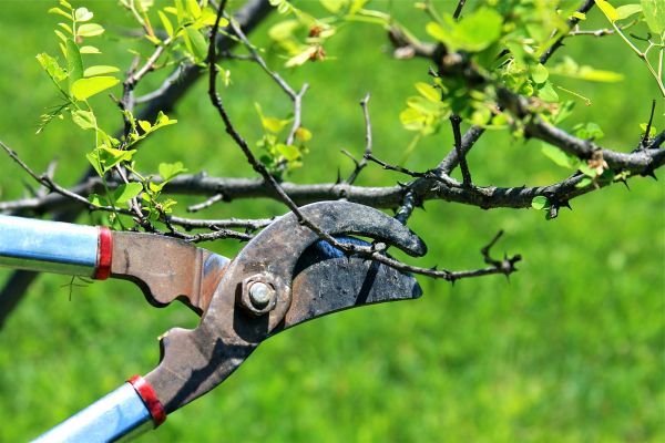 Branches Pruning in Sanford