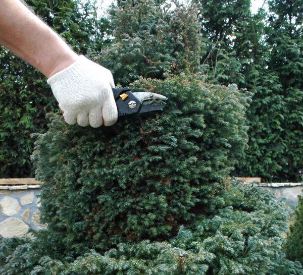 Ornamental Tree Trimming in Sanford