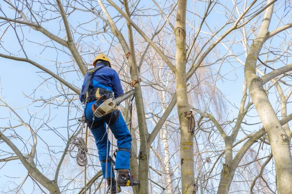 Large Tree Trimming in Sanford