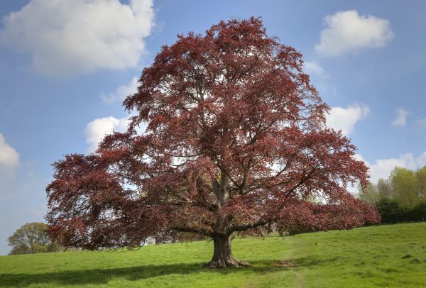 Beech Tree Pruning in Sanford
