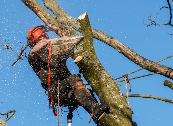 Tree Trimming Service in Sanford