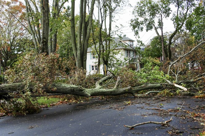 Fallen Tree in Roadway