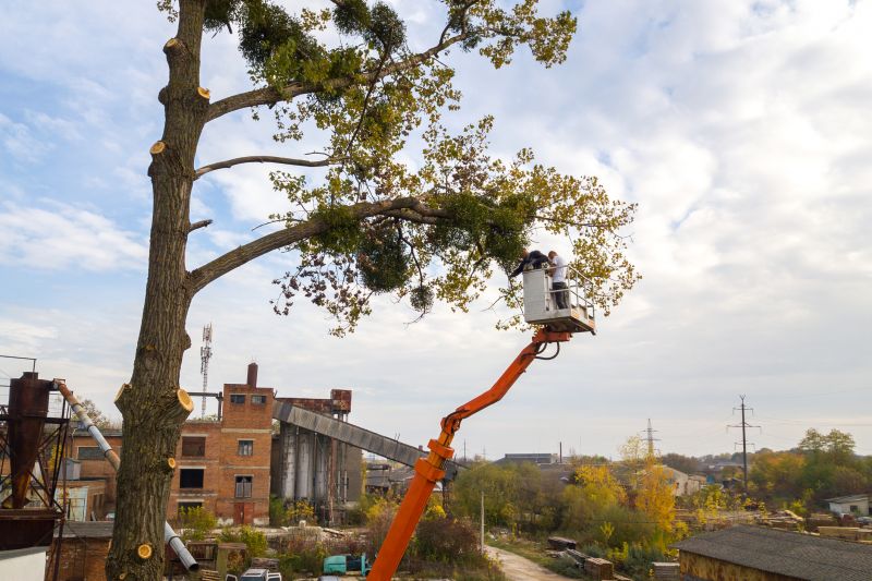 Tree Service